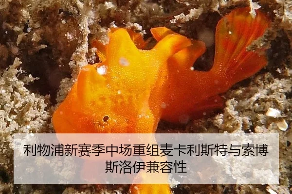 li-wu-pu-xin-sai-ji-zhong-chang-chong-zu-mai-ka-li-si-te-yu-suo-bo-si-luo-yi-jian-rong-xing-2-173.jpg